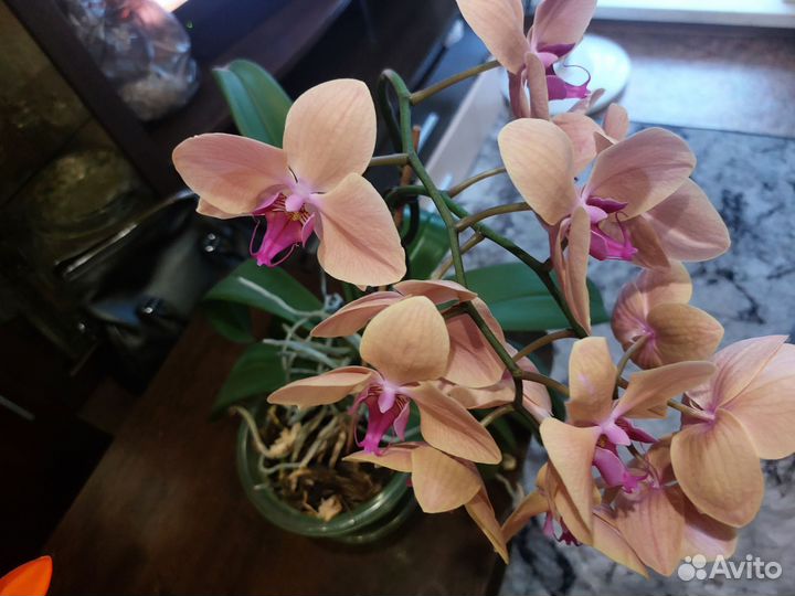 Орхидея фаленопсис