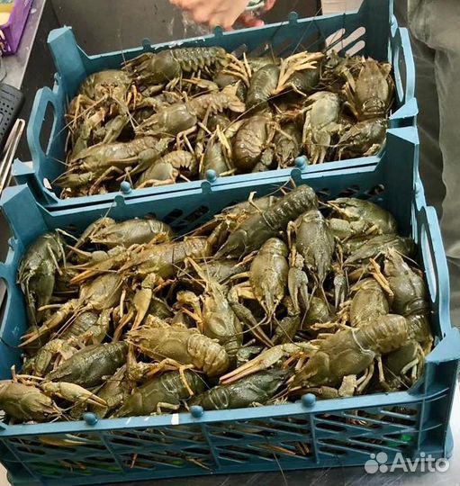 Раки оптом в Ейске