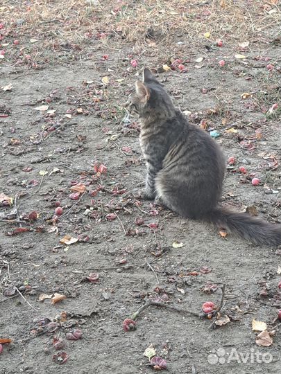 Котята мейн-кун