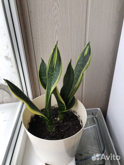 Сансевиерия