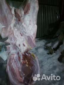 Мясо для собак