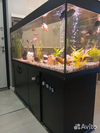 Аквариум с тумбой и рыбками 600 л
