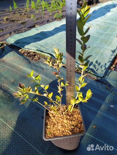 Саженцы голубики 2 года