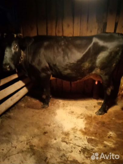 Корова дойная
