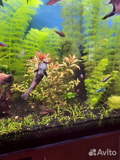 Аквариумные растения,амбулия королевская