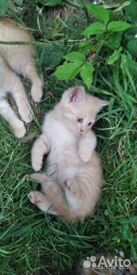 Котята в добрые руки