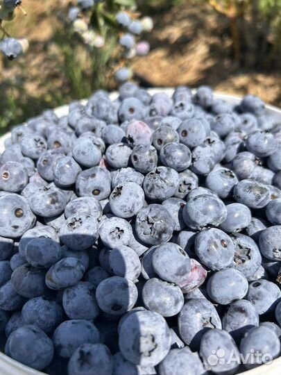 Голубика свежая