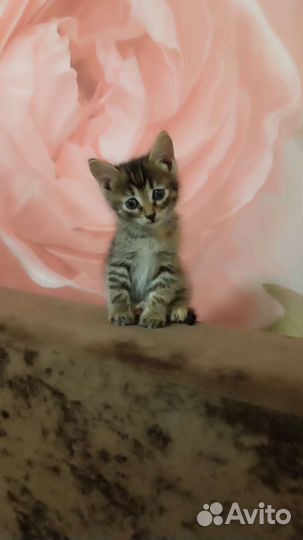 Котята бесплатно