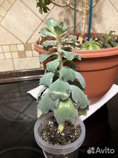 Эониум Декорум и компания