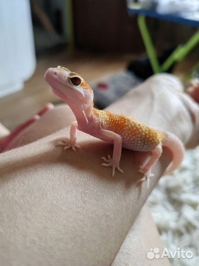 Геккон эублефар