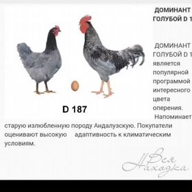 Цыплята доминанты(Чехия)