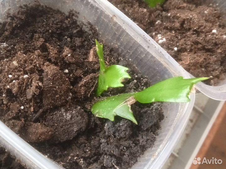 Декабрист шлюмбергера красный