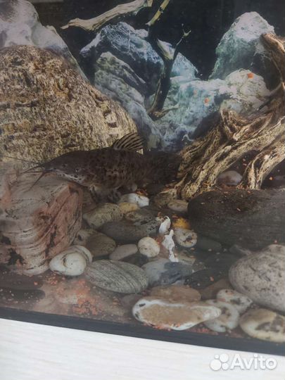 Аквариум с рыбками