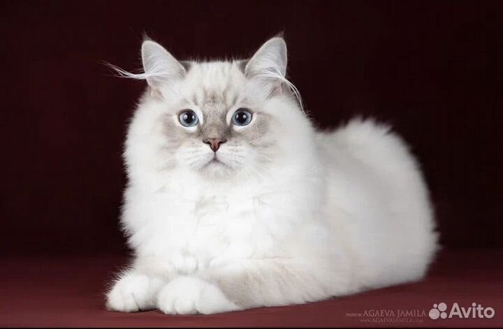 Рэгдолл Десктер