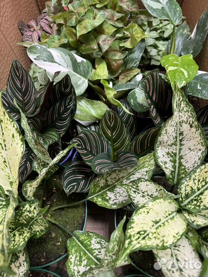 Комнатные растения