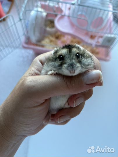 Отдам джунгарика