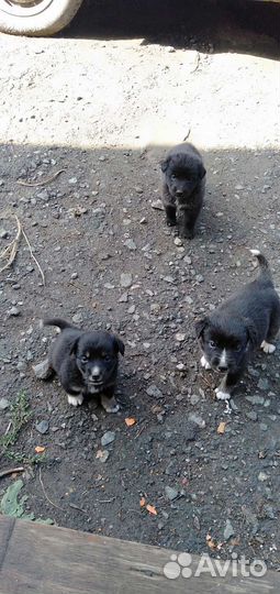 Собака в добрые руки отдам бесплатно