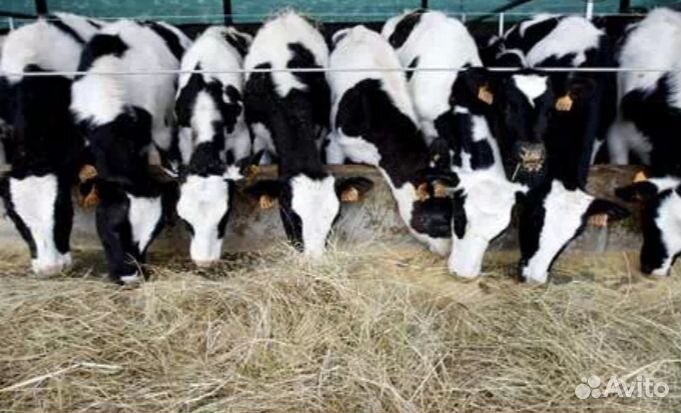 Телята бычки отборные