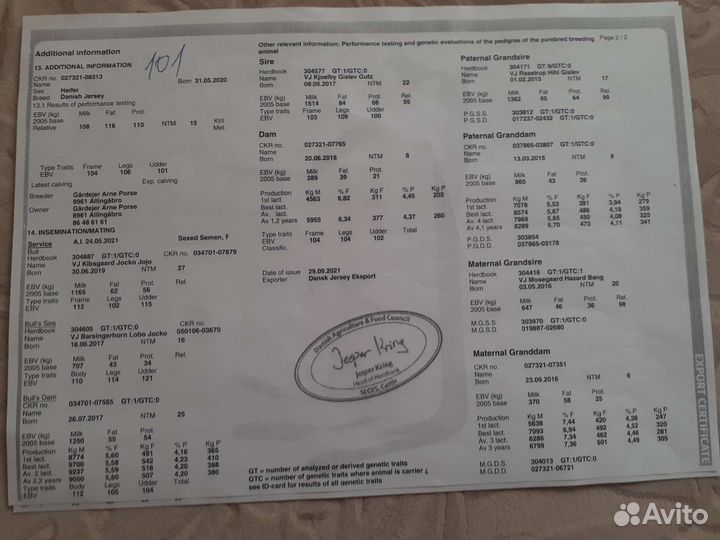 Телочка джерсейская