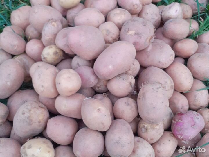 Продам картофель