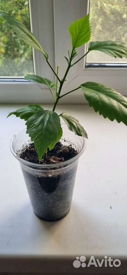 Гибискус красный махровый