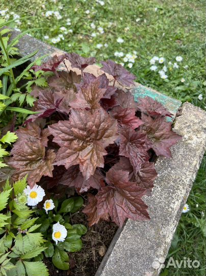 Хосты, Гейхера, астильба