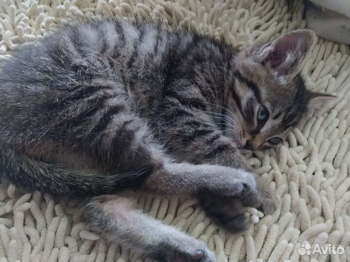 Котенок в добрые руки