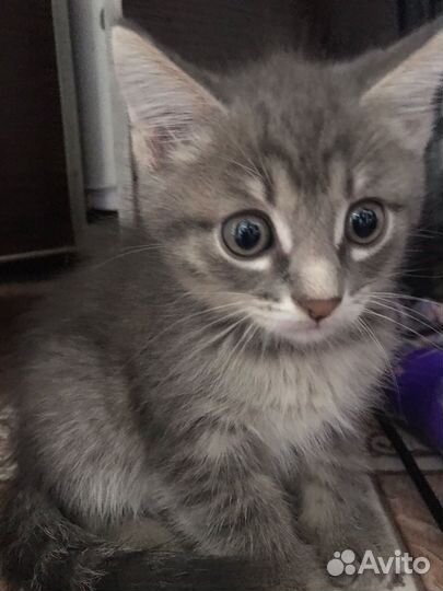 Красивые котята