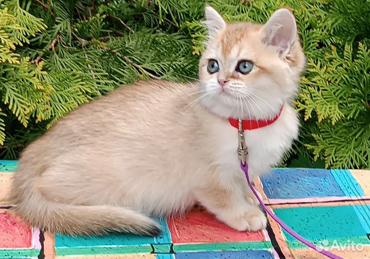 Кошка британская золотая шиншилла