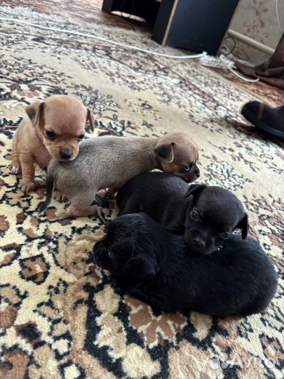 Щенки тойтерьера