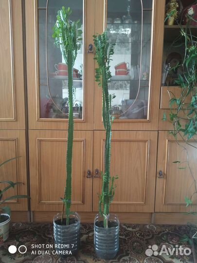 Растения домашние комнатные декоративные