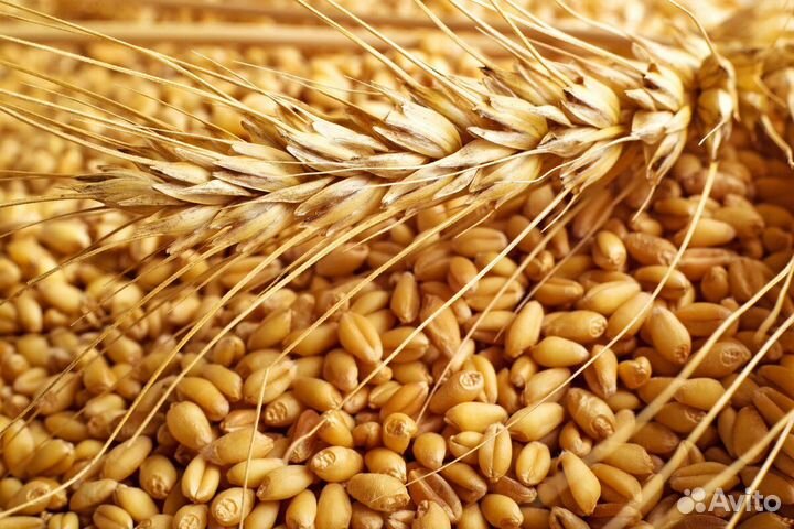 Зерно и кормовые добавки от 10 тонн