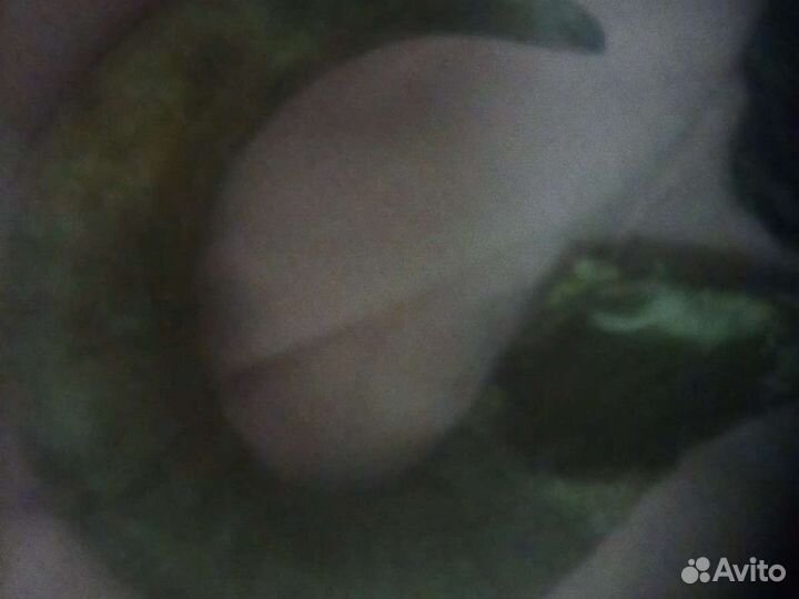 Рог животного