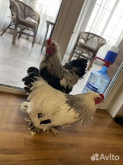 Петух Брама