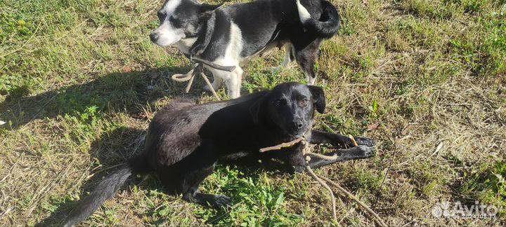 Щенок в добрые руки