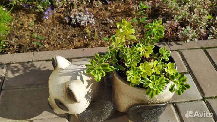 Лилейник, гибискусы, физостегия, аукуба