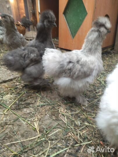 Продам куриц и петухов