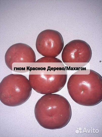 Семена сортовых помидор