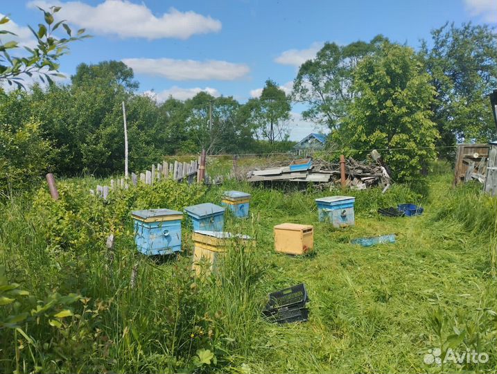 Пчелы пасека