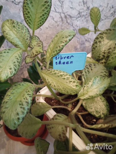 Эписция сорт: silver sheen - серебряный блеск