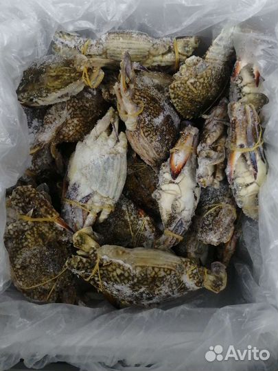 Лангустины креветки