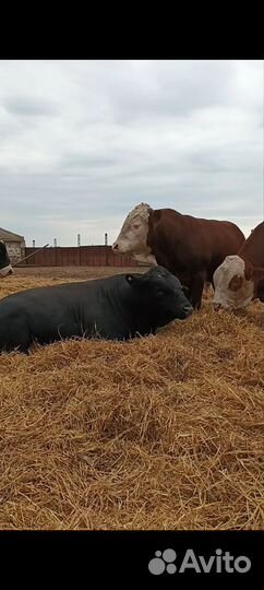 Быки на мясо