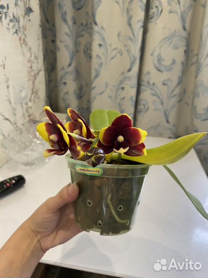 Орхидея фаленопсис MO 724
