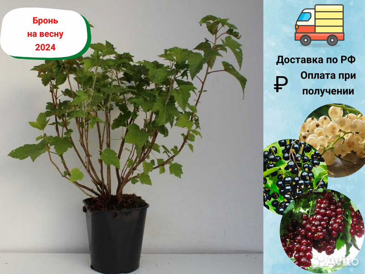 Саженцы Смородины, Смородина