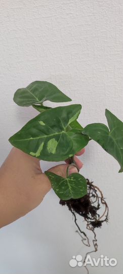 Сингониум панда