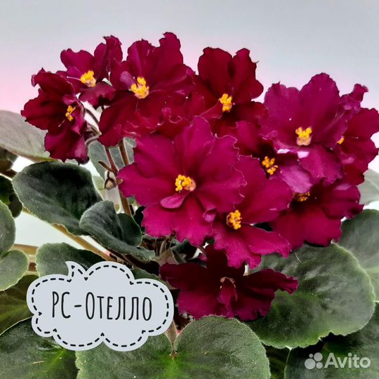 Сортовые фиалки