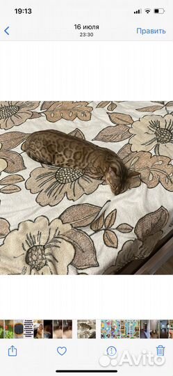 Бенгальская кошка