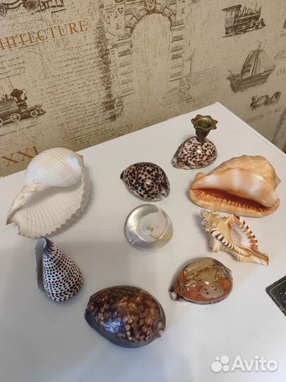 Набор морских ракушек
