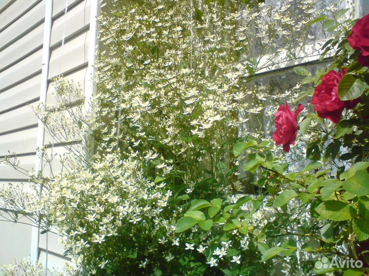 Клематис белый