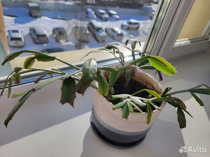 Традесканция рэо, декабрист и алоэ